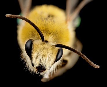 bee cute furry face, m, argentina, angle 2014-08-07-18.11.05 ZS PMax photo