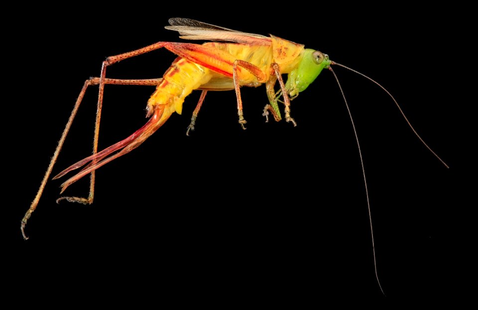 Conocephalus, U, Side, MD, PG County 2013-07-30-15.43.34 ZS PMax