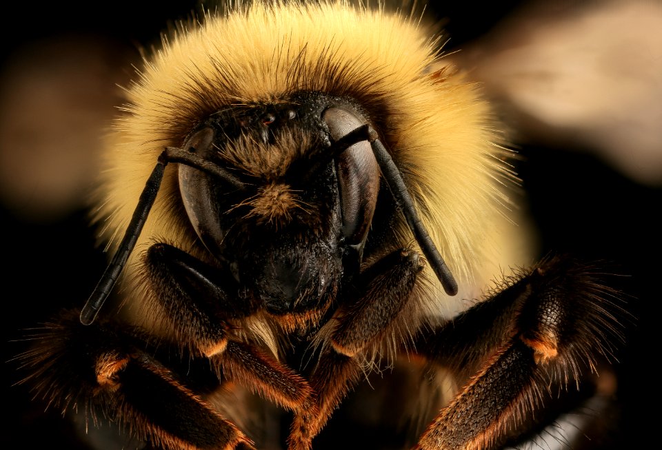 Bombus sandersoni, f, face, Giles Co, VA 2019-03-23-13.01.09 ZS PMax UDR
