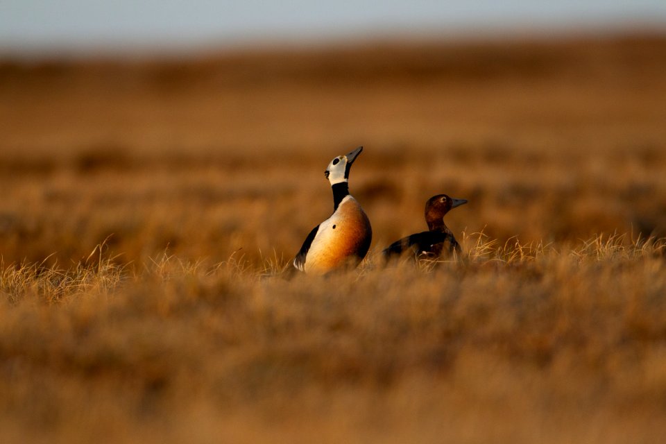 Steller's eider pair