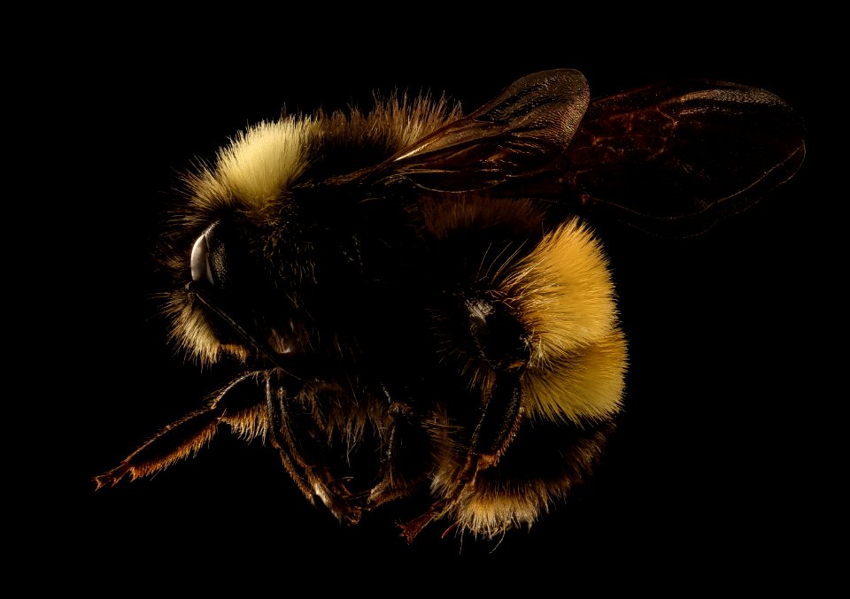 Bombus terricola, m, left side, Centre Co., PA 2017-06-16-15.29