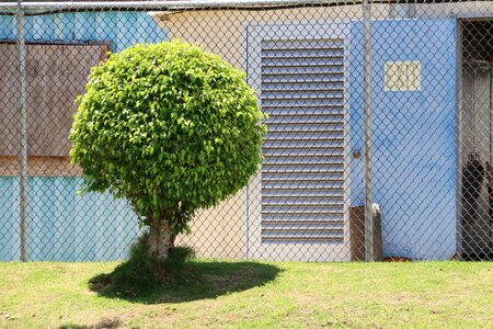 Bungalow prune globular