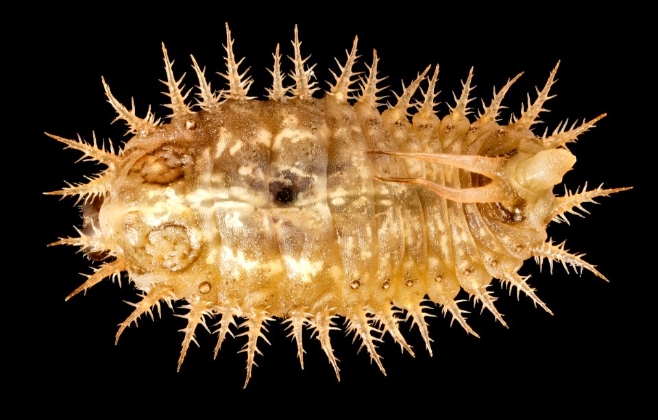 Cassida rubiginosa, larvae, talbot, md, back 2015-05-17-17.07.40 ZS PMax