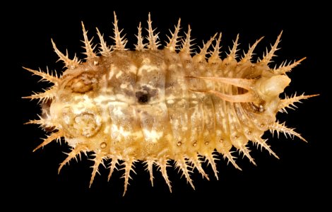 Cassida rubiginosa, larvae, talbot, md, back 2015-05-17-17.07.40 ZS PMax