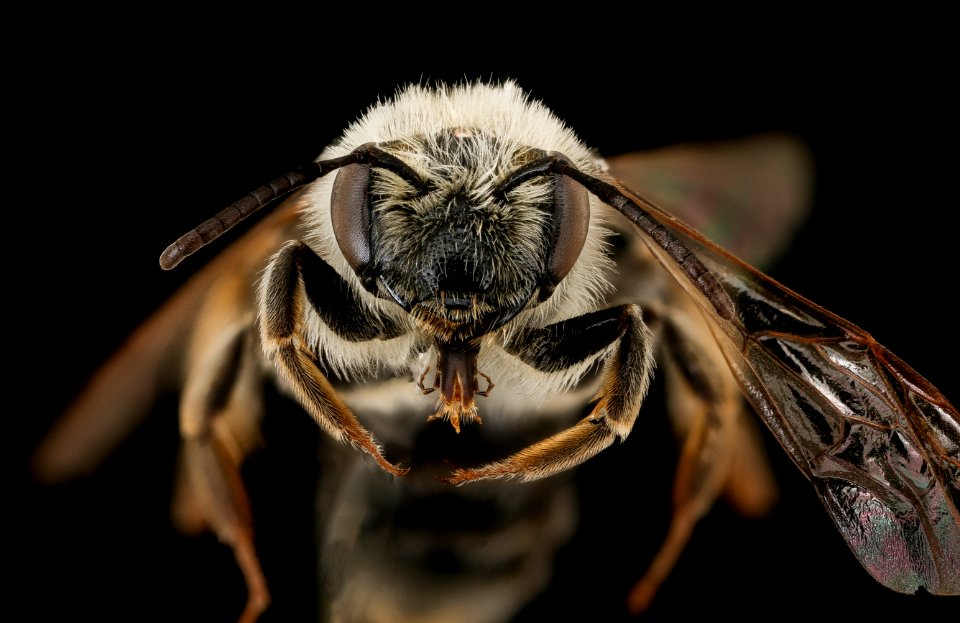 Andrena macoupinensis, f, face, Prince George's Co. Maryland 2019-12-16-19.42.21 ZS PMax UDR