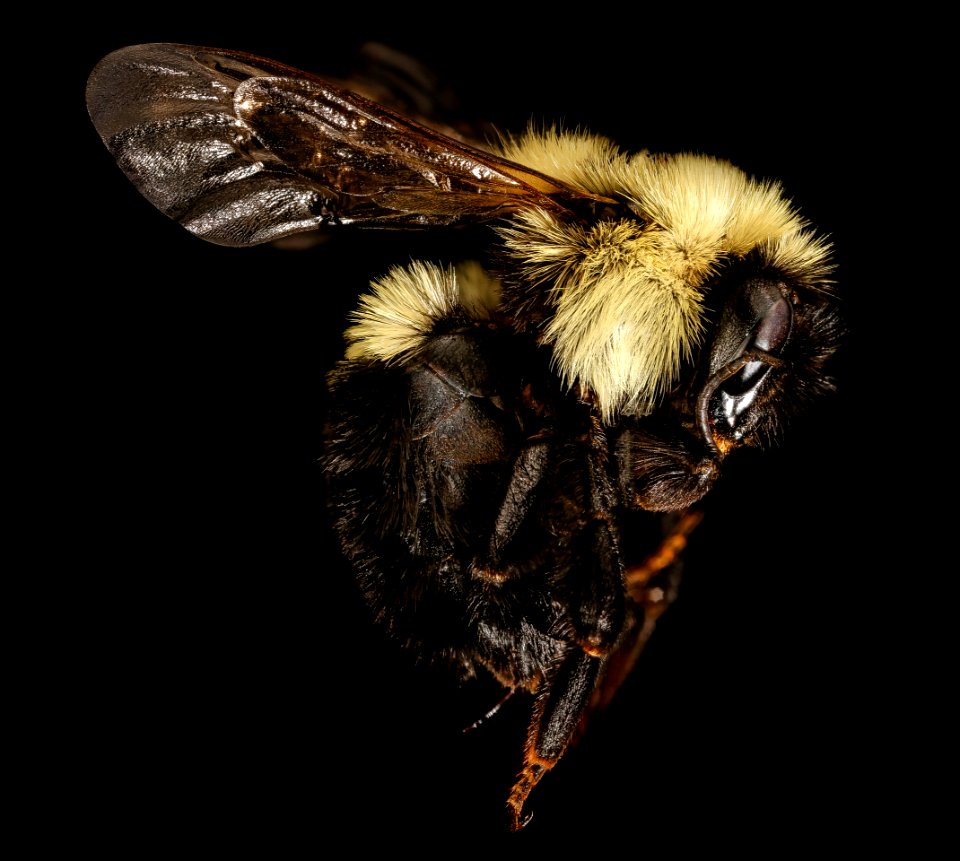 Bombus bimaculatus, f, right side, PA, Centre Co 2017-07-25-13.09.41 ZS PMax UDR