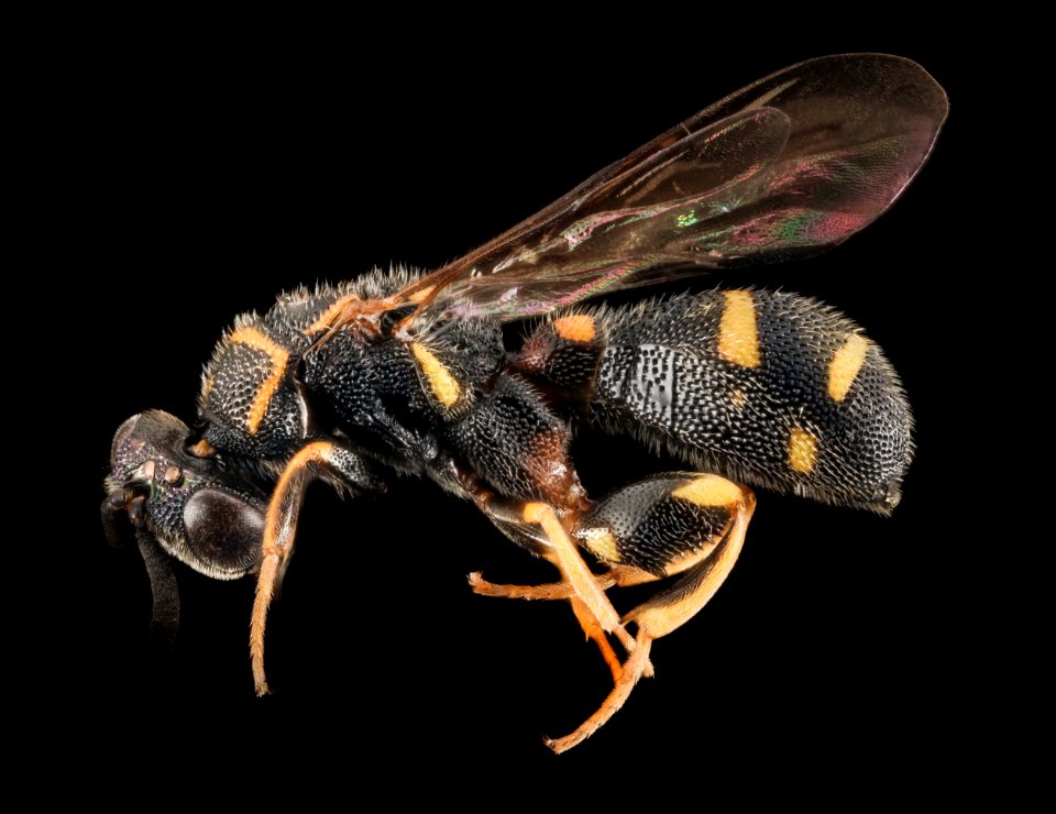 Chalcid Wasp? 2, U, Side, Sara and Zaryn, MD, Anne Arundel Co 2014-08-20-14.40.35 ZS PMax
