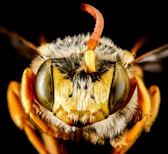 Nomada superba, M, face, West Virginia, Pleasants County 2013-03-12-16.03.57 ZS PMax photo