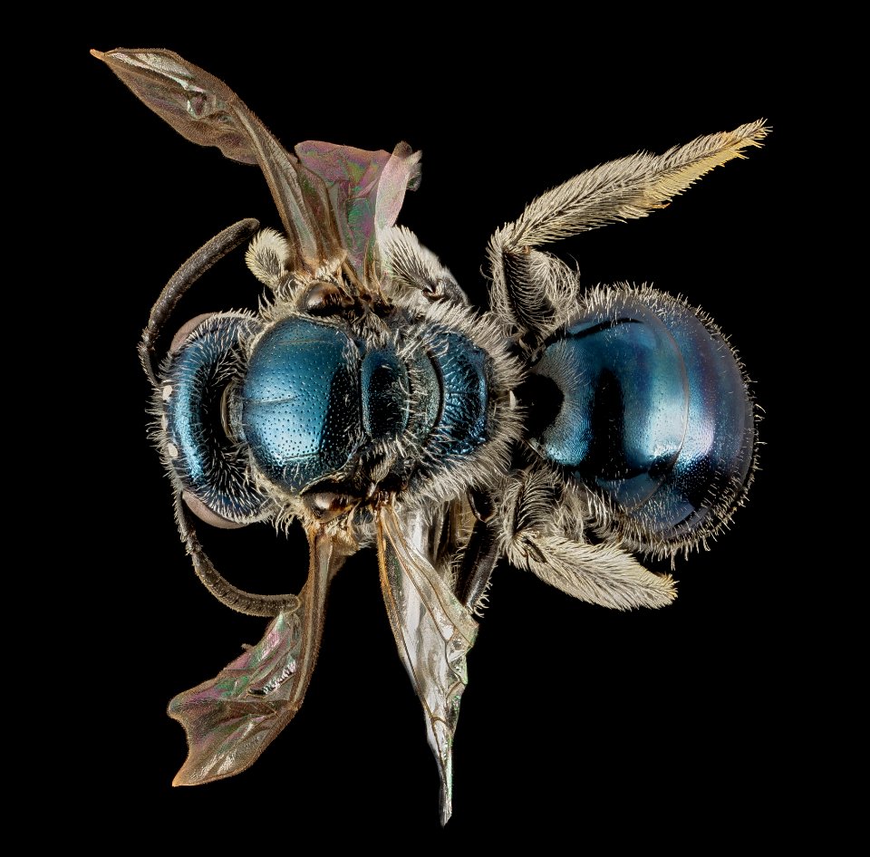 Lasioglossum coeruleum, F, Back, MD, Talbot County 2015-01-08-14.48.01 ZS PMax