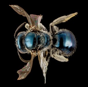 Lasioglossum coeruleum, F, Back, MD, Talbot County 2015-01-08-14.48.01 ZS PMax