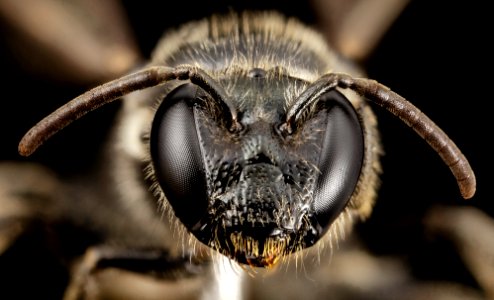 bee small red tip, f, chile, face 2014-08-08-17.31.24 ZS PMax photo