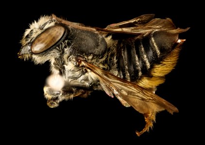 Megachile mendica, f, right side, Pr. George's Co. Maryland 2016-03-29-16.41 photo