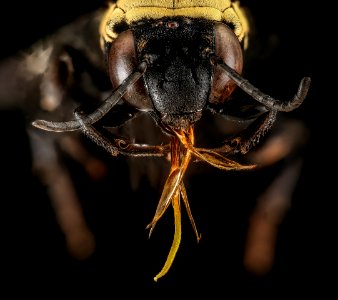 Triepeolus concavus, f, face, Pennington Co, South Dakota 2016-01-20-10.00