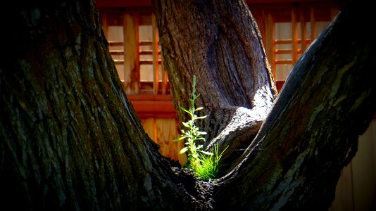 Nature plant green