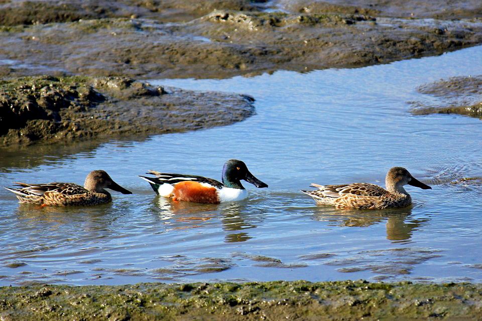 Northern Shovelers