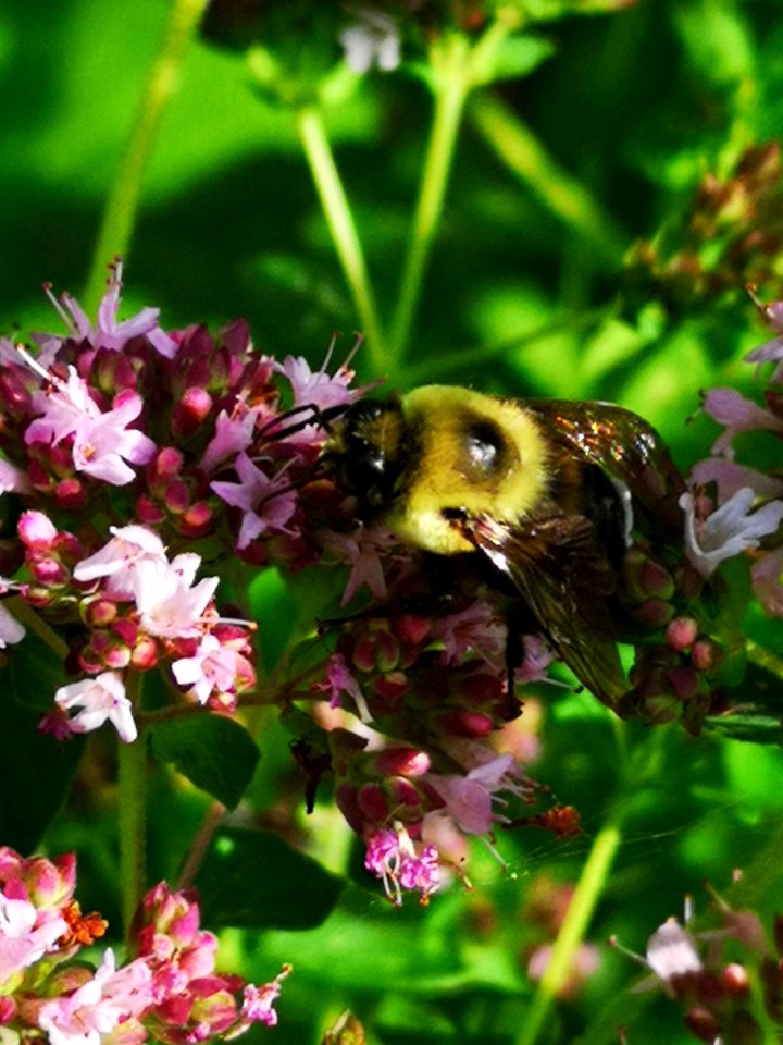 Bumblebee visiting oregano flowers Origanum vulgare