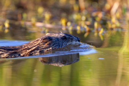 Muskrat photo