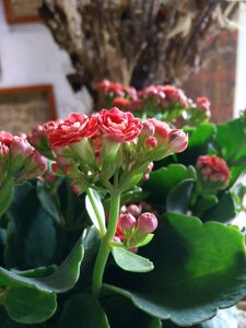 Uncompleted flowering macro