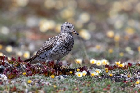 Surfbird on tundra photo