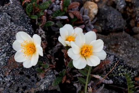 Mountain avens photo