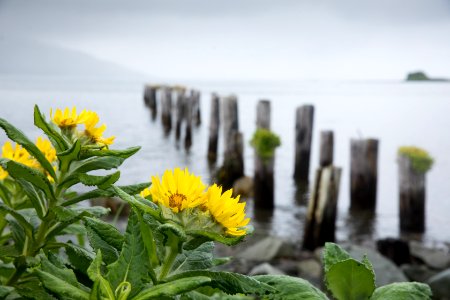 Beach sunflowers and old dock, Massacre Bay, Attu