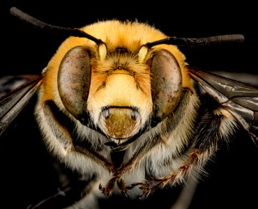 Anthophora affabilis, M, face, Pennington County, South Dakota 2012-11-15-16.21.13 ZS PMax photo