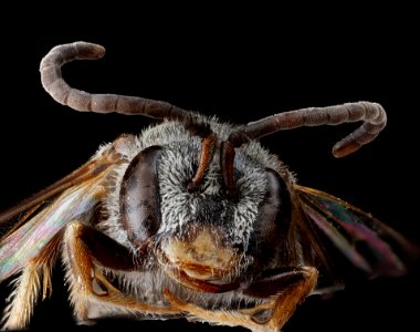 Lasioglossum sopinci, male, face 2012-08-09-16.40.44 ZS PMax photo