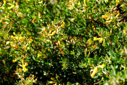 San Clemente Island lotus