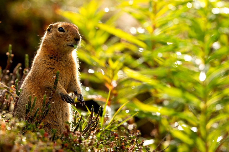 Arctic ground squirrel