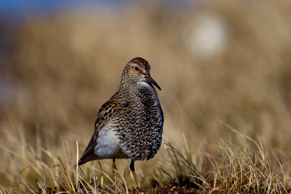 Pectoral sandpiper front