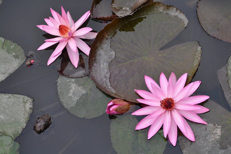 Pink water lily blossom bloom