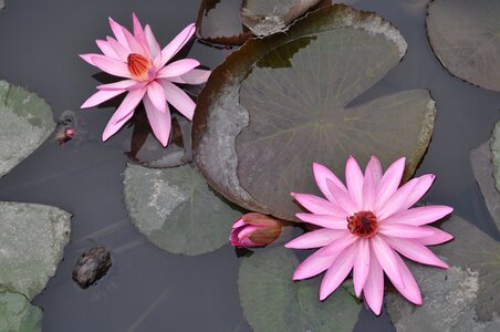 Pink water lily blossom bloom photo