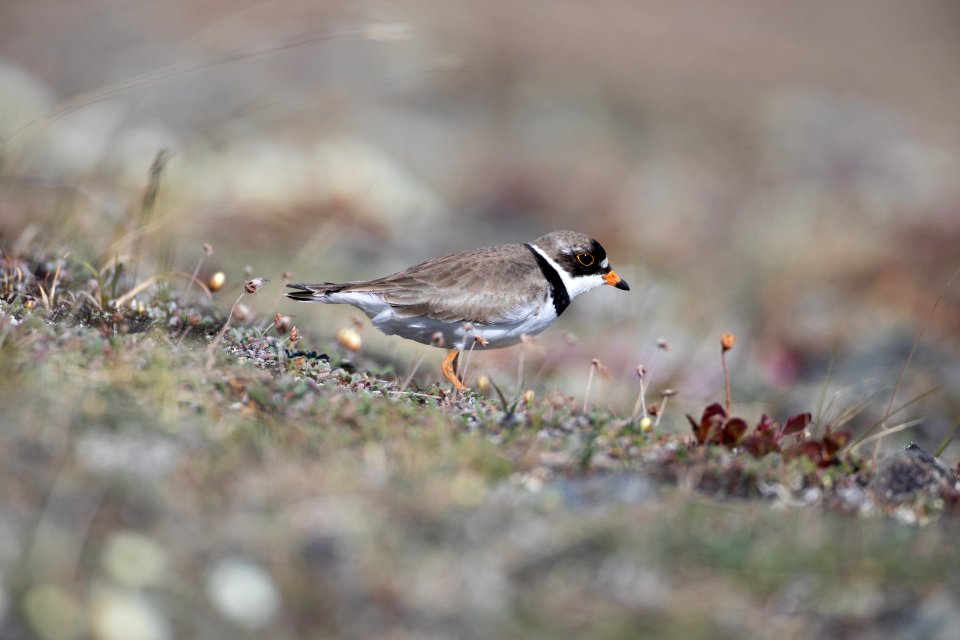 Semipalmated plover on tundra