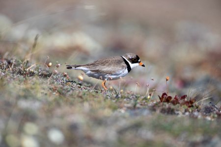 Semipalmated plover on tundra photo