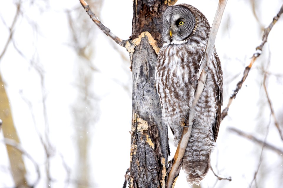 Great gray owl, Strix nebulosa.