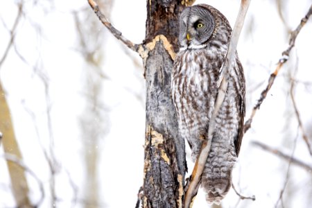 Great gray owl, Strix nebulosa.
