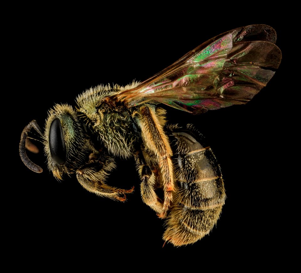 Lasioglossum versatum, F, side, MD, Cecil County 2013-07-08-18.19.49 ZS PMax
