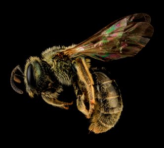 Lasioglossum versatum, F, side, MD, Cecil County 2013-07-08-18.19.49 ZS PMax