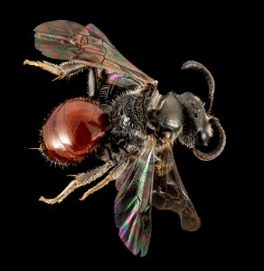 Sphecodes coronus, F, Back, NY, GLSA Small Bog Inlet Fen 2014-07-29-16.14