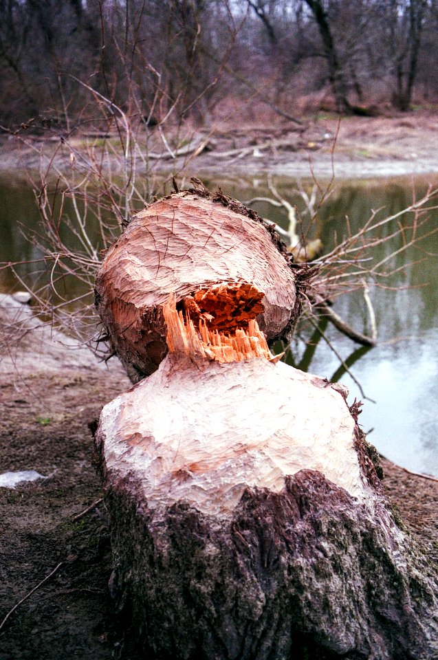 Breakfast of Beavers