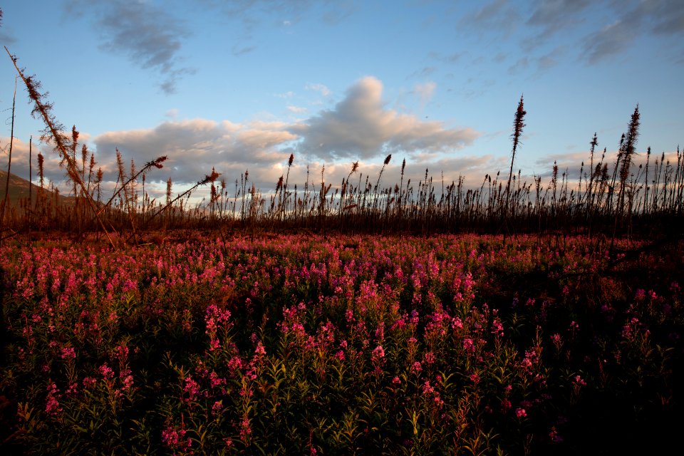 Kenai Fireweed in August