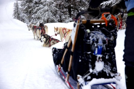 Recreational dog mushing in the snowy forest.