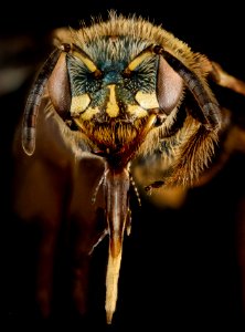 Perdita bequaerti, F, face, Florida, St. Johns County 2013-02-01-15.54.53 ZS PMax