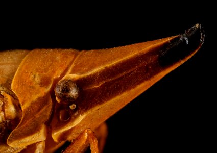 Odontoptera spectabilis, paraguay 2016-02-23-19.49