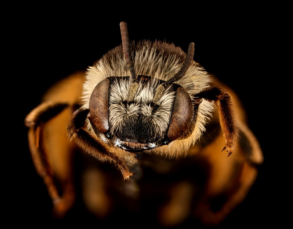 Melissodes subillatus, u, face, Cleveland, OH 2018-05-16-22.01.19 ZS