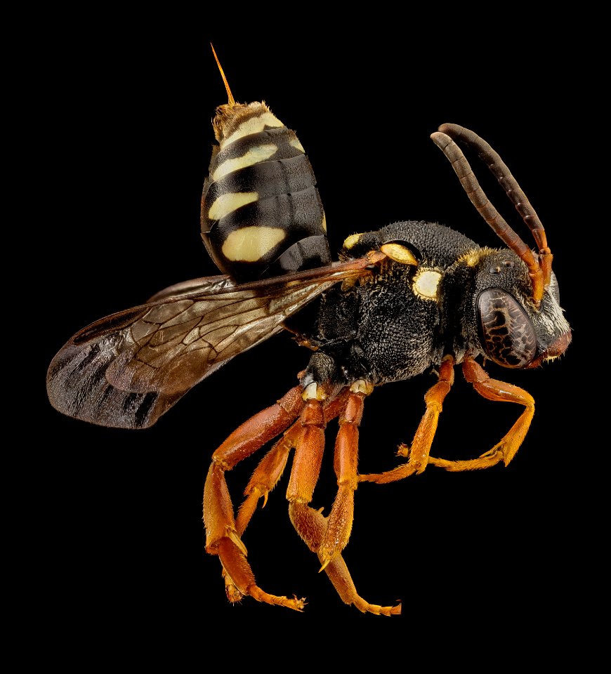 Nomada species black, f, kyrgystan, side 2014-08-14-13.55.54 ZS PMax