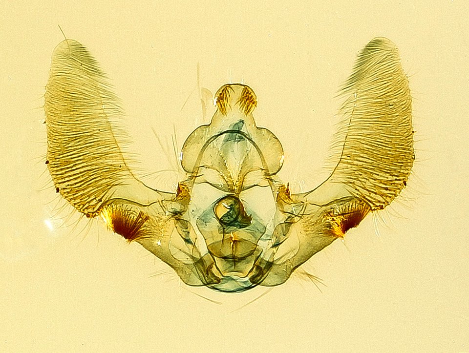 Cosmorrhyncha, m, genitalia 2016-02-23-12.12