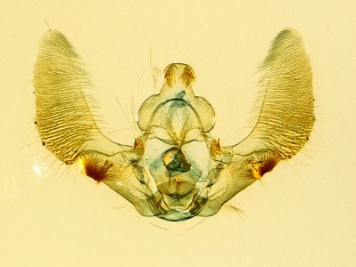 Cosmorrhyncha, m, genitalia 2016-02-23-12.12