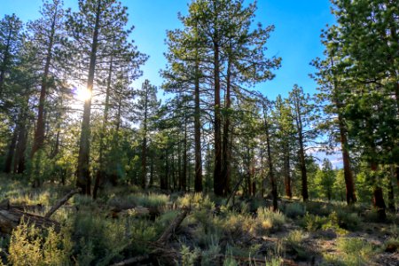 Jeffrey pine forest in the Eastern Sierra photo