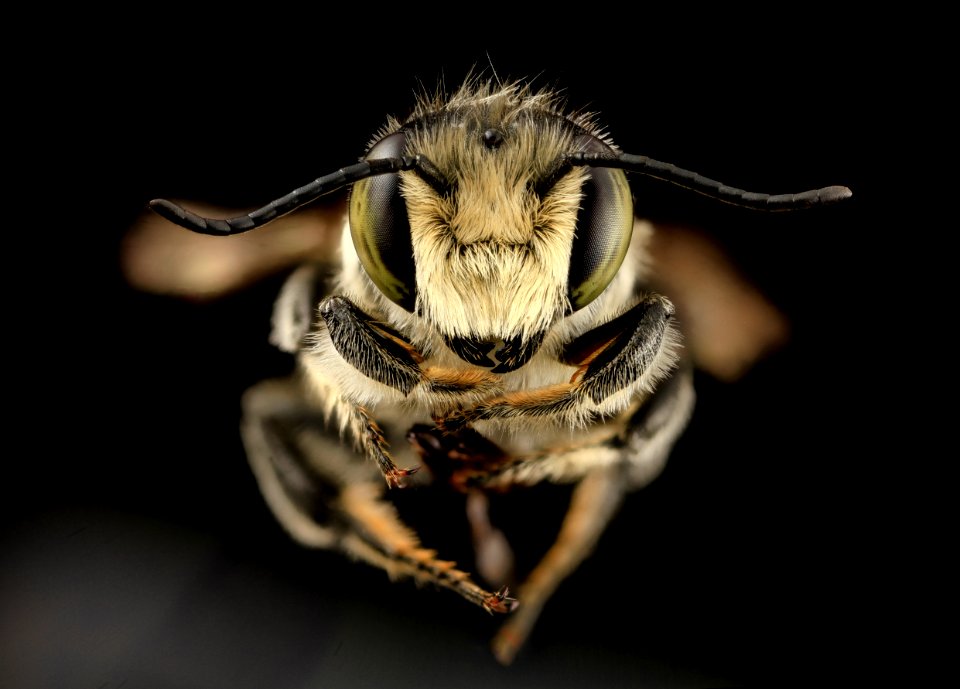 Megachile brevis, m, fade, md aleghany county 2014-06-17-11.40